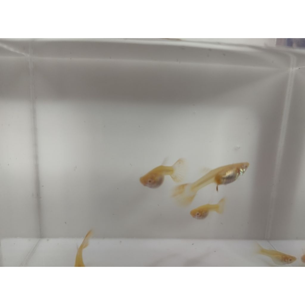 PACKING KARDUS GUPPY ALBINO PRTDE