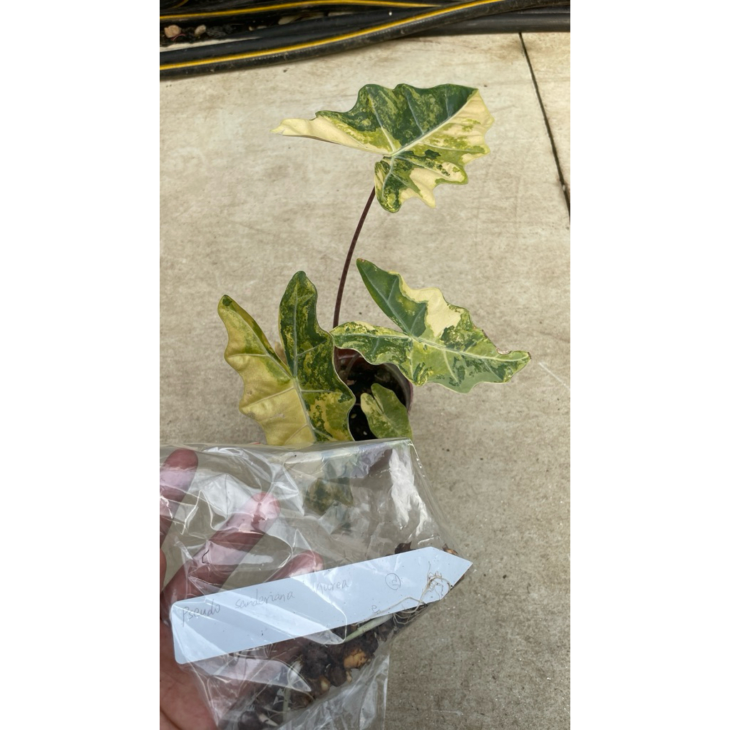 ALOCASIA PSEUDO SANDERIANA AUREA