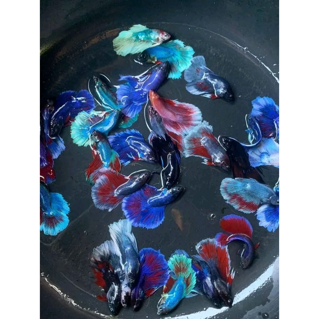 ikan cupang halfmoon 1 pair