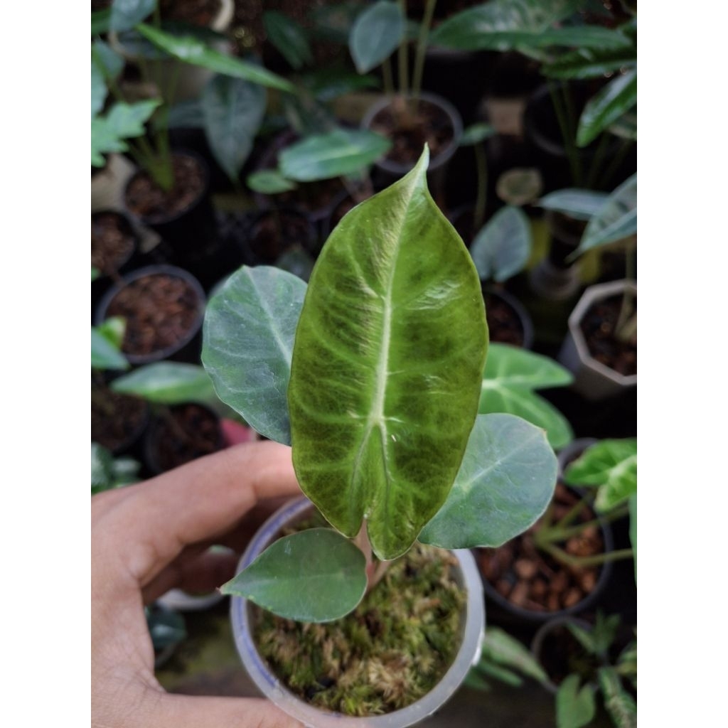 alocasia pink dragon