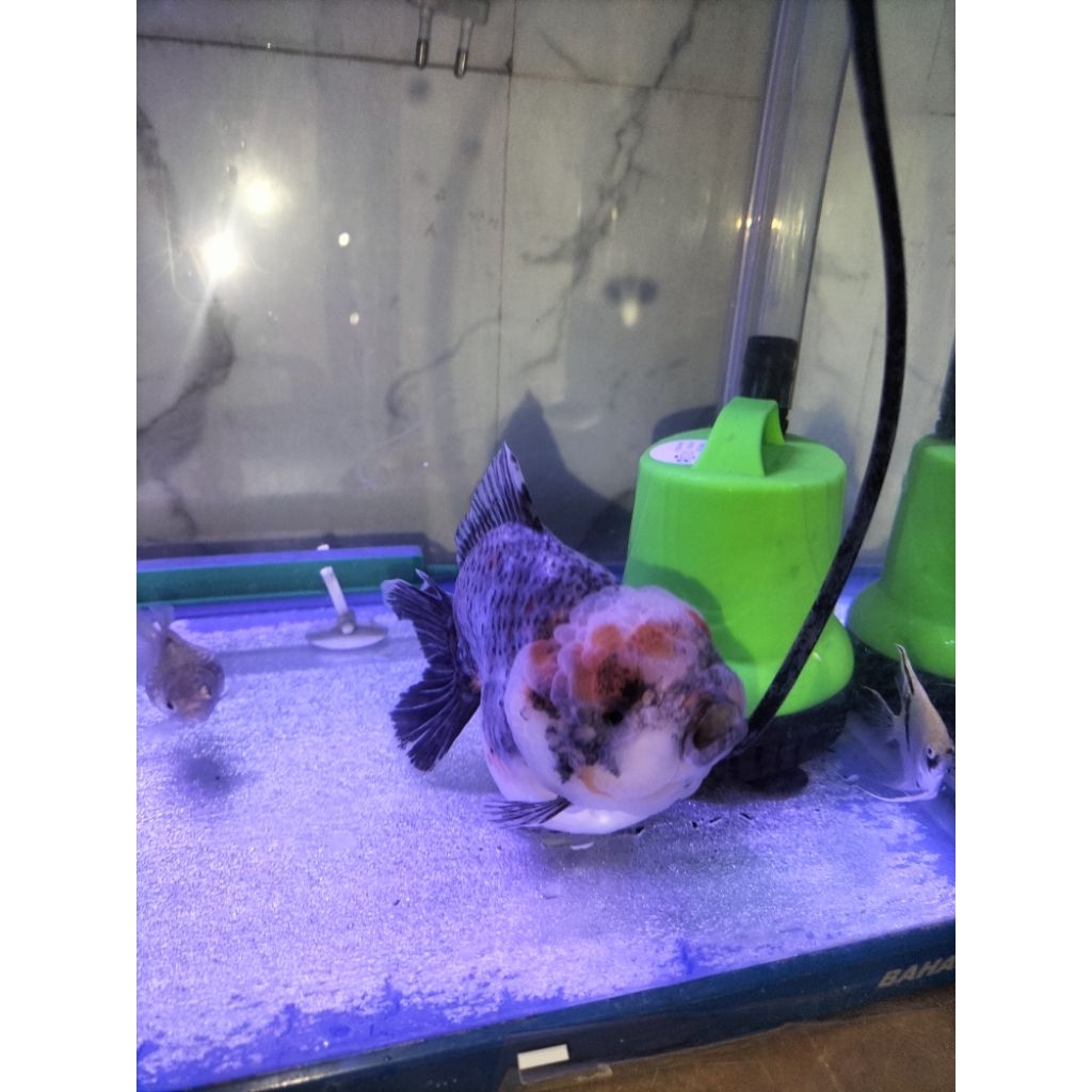 ikan Koki Ost Jumbo 14cm