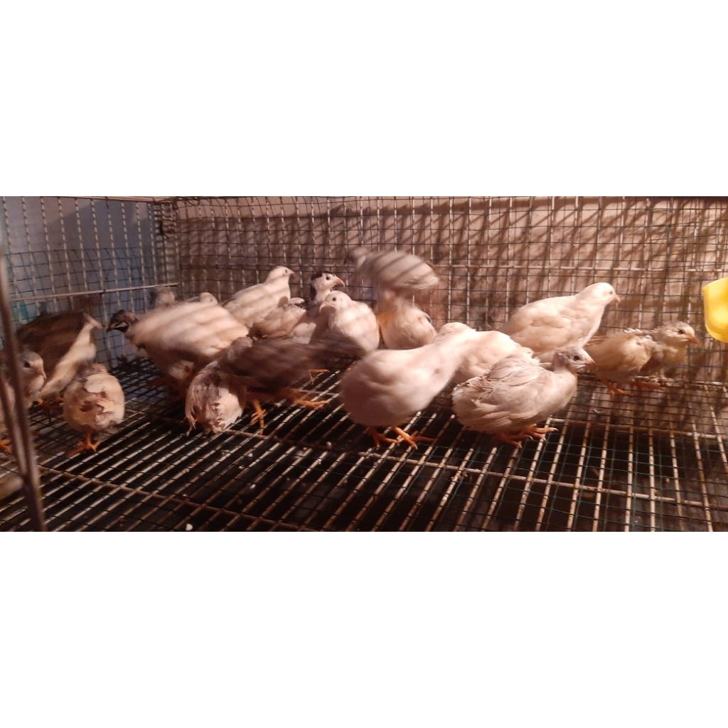 Puyuh Batu Puyuh Hias