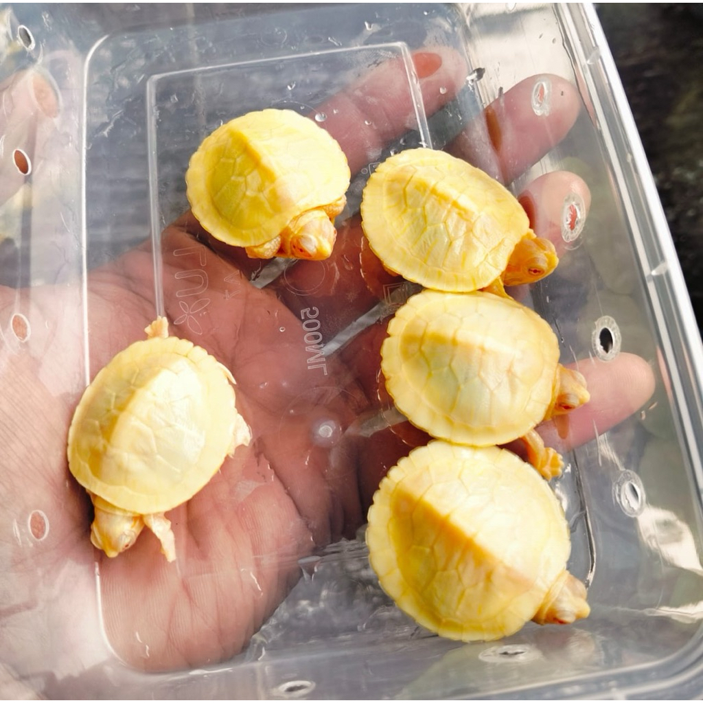 Pelet resbino / brazil albino / res bino