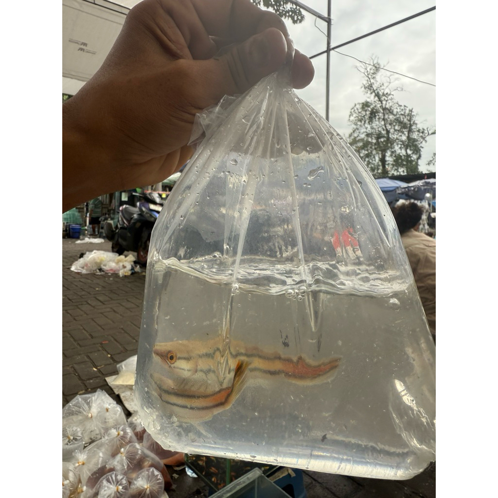 ikan hias/ikan toman/ikan channa