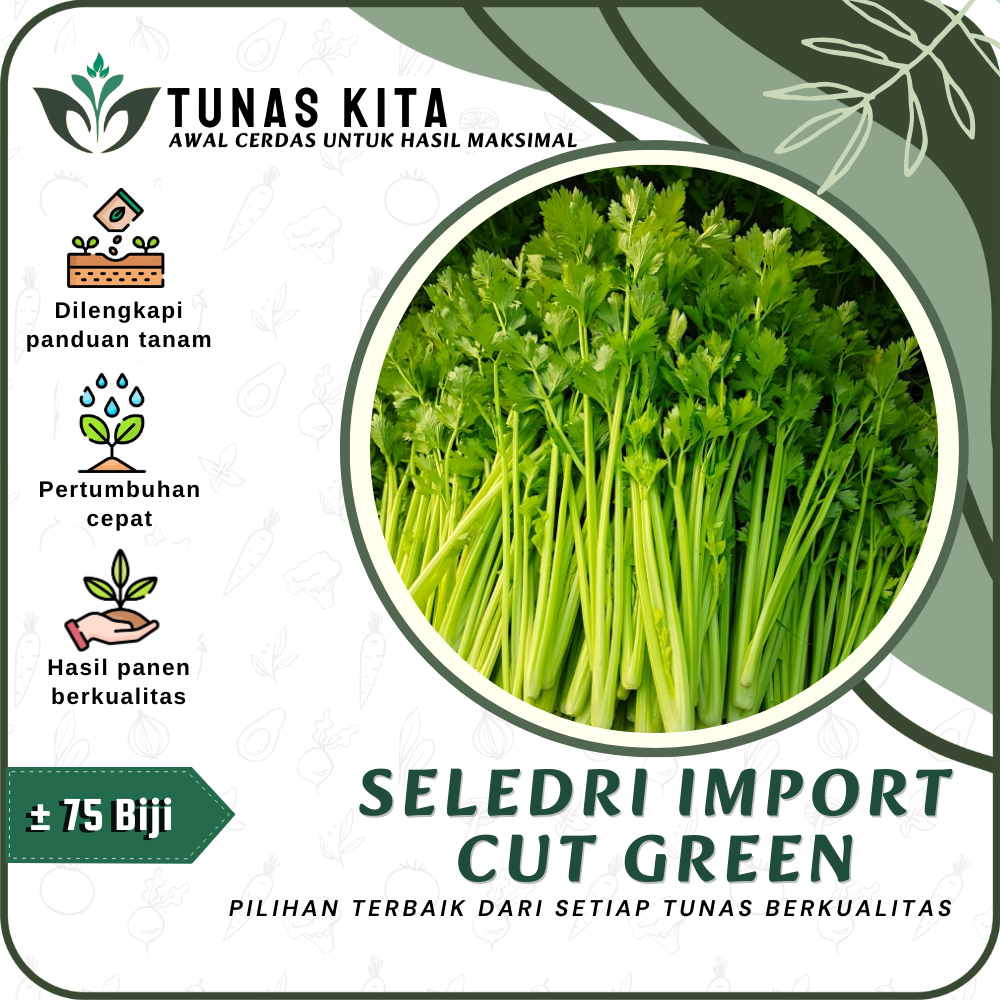 75 Biji - Benih Seledri Import Celery Cut Green Unggul Tunas Kita - Bibit Sayuran Herbal sri tani