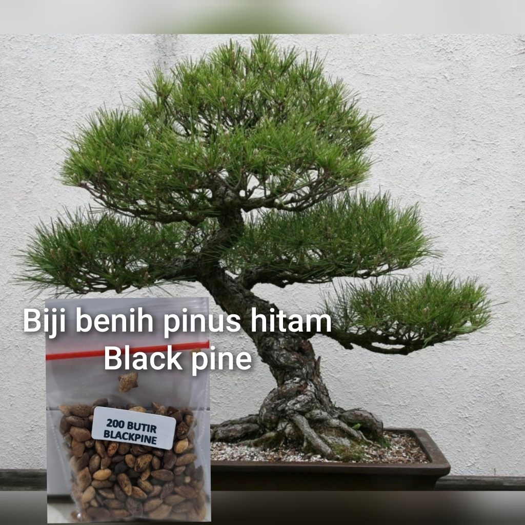 200 BUTIR BIJI BENIH BONSAI BLACK PINE/PINUS HITAM SIAP SEMAI