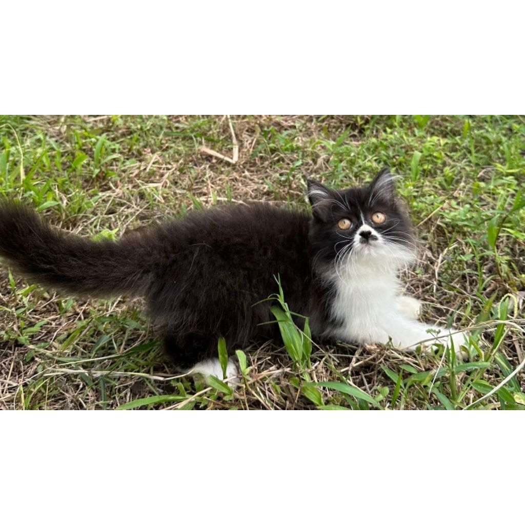 KUCING PERSIA MEDIUM BETINA 2 BULAN BLACK&WHITE