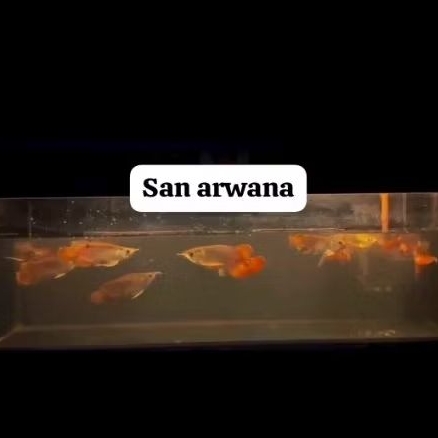 ikan arowana super red short body Apple arwana spesial