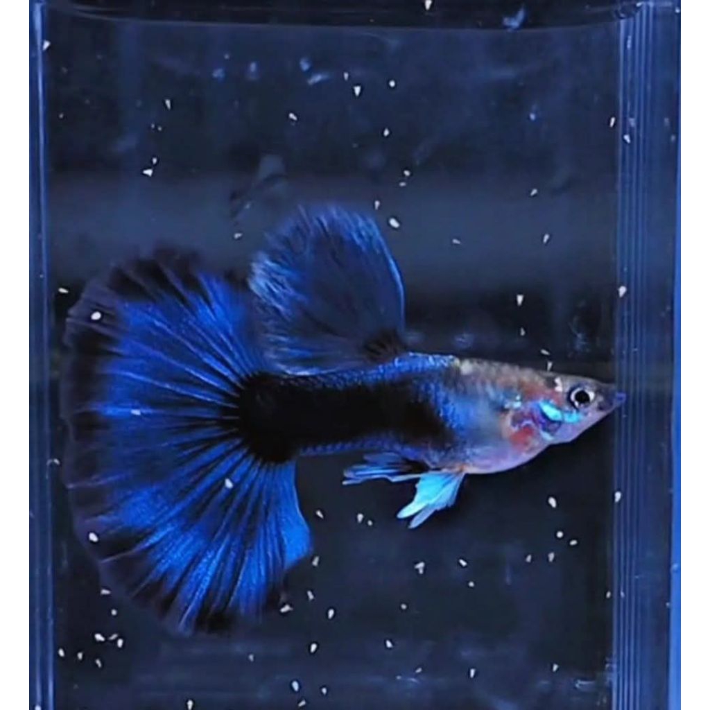 Hiasan Aquarium Guppy HB blue Halfmoon sepasang indukan ikan aquaspace
