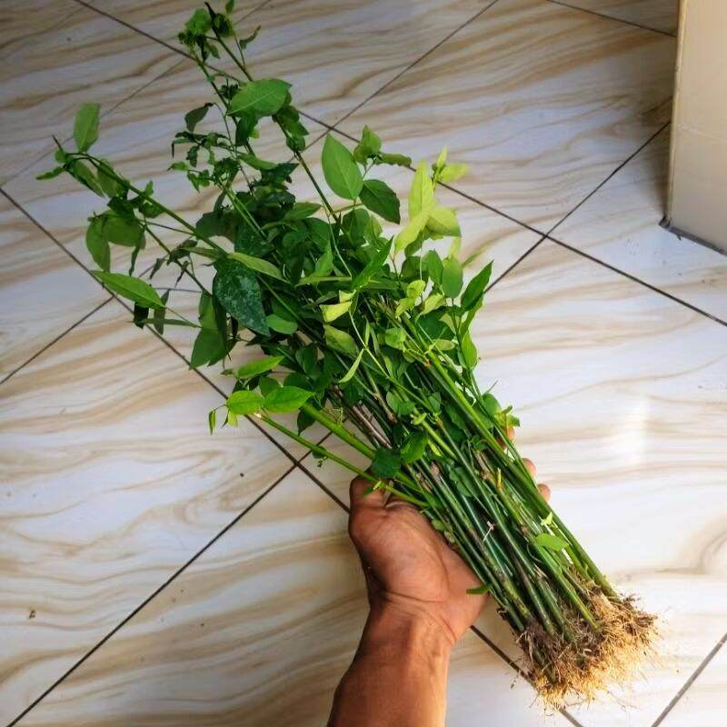 Paket 25 Bibit Stek Batang Daun Katuk / Bibit Daun Katuk / Tanaman Daun Katuk