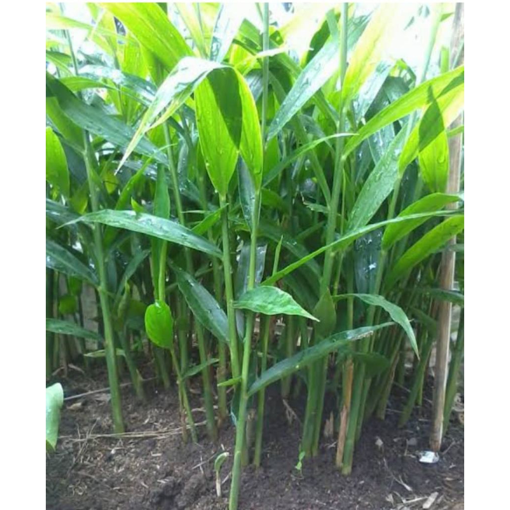 Bibit tanaman jahe gajah siap tanam