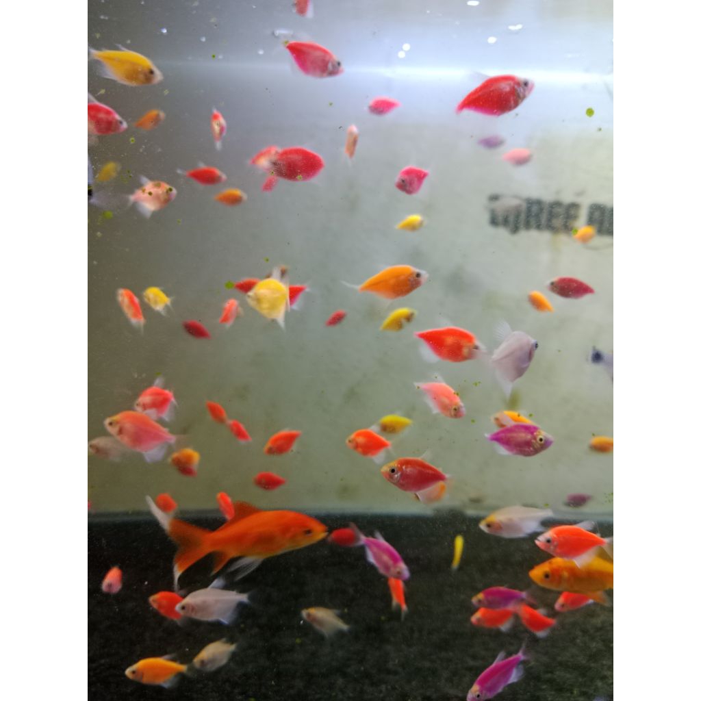 hiasan aquarium glowfish tetra 10ekor