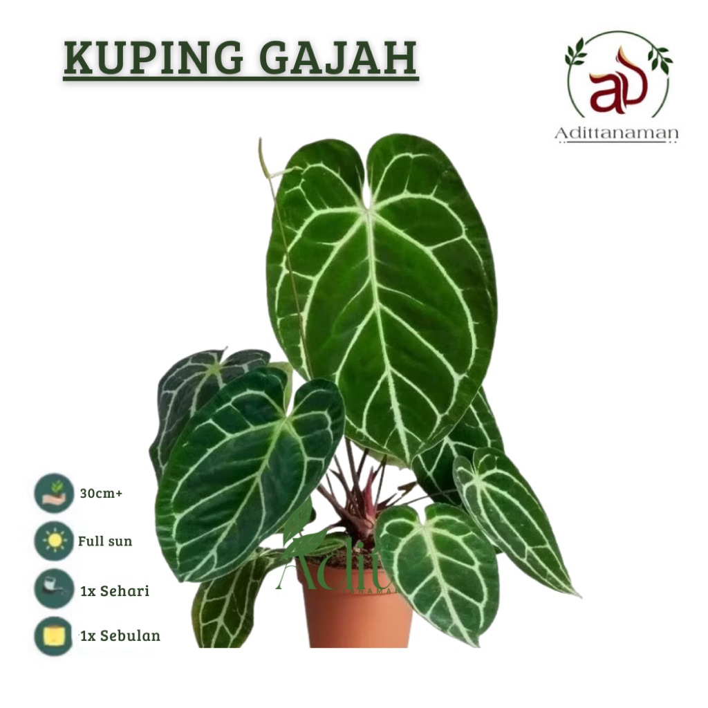 ( mp 2 ) Tanaman kuping gajah-tanaman alocasia kuping gajah tanaman hias antorium kuping gajah tanam