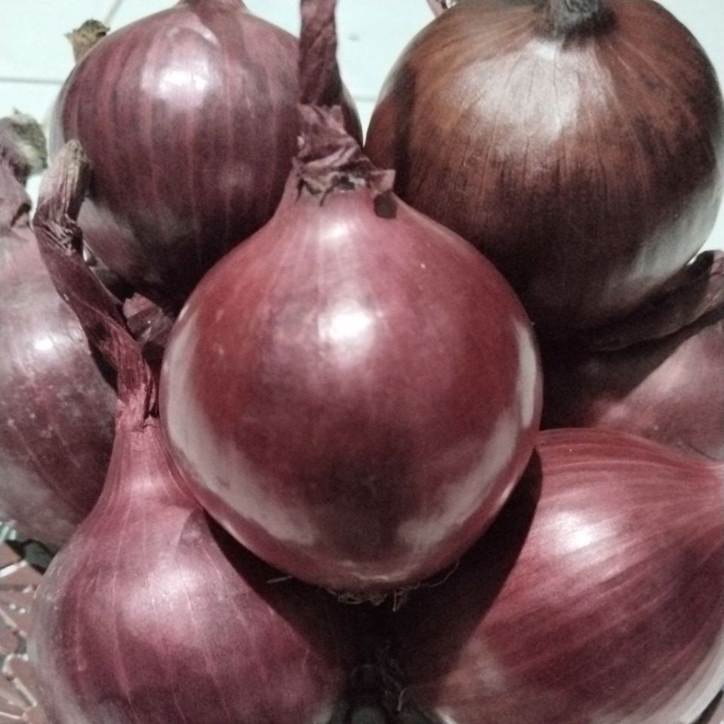 MURAH BANGET bawang bombay merah/bombay ungu red onion import premium