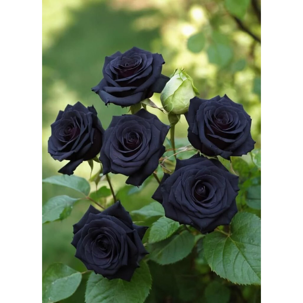 Tanaman Hias Mawar Hitam Impor Sudah Berakar Siap Tanam - Tanaman Hias Mawar Hitam