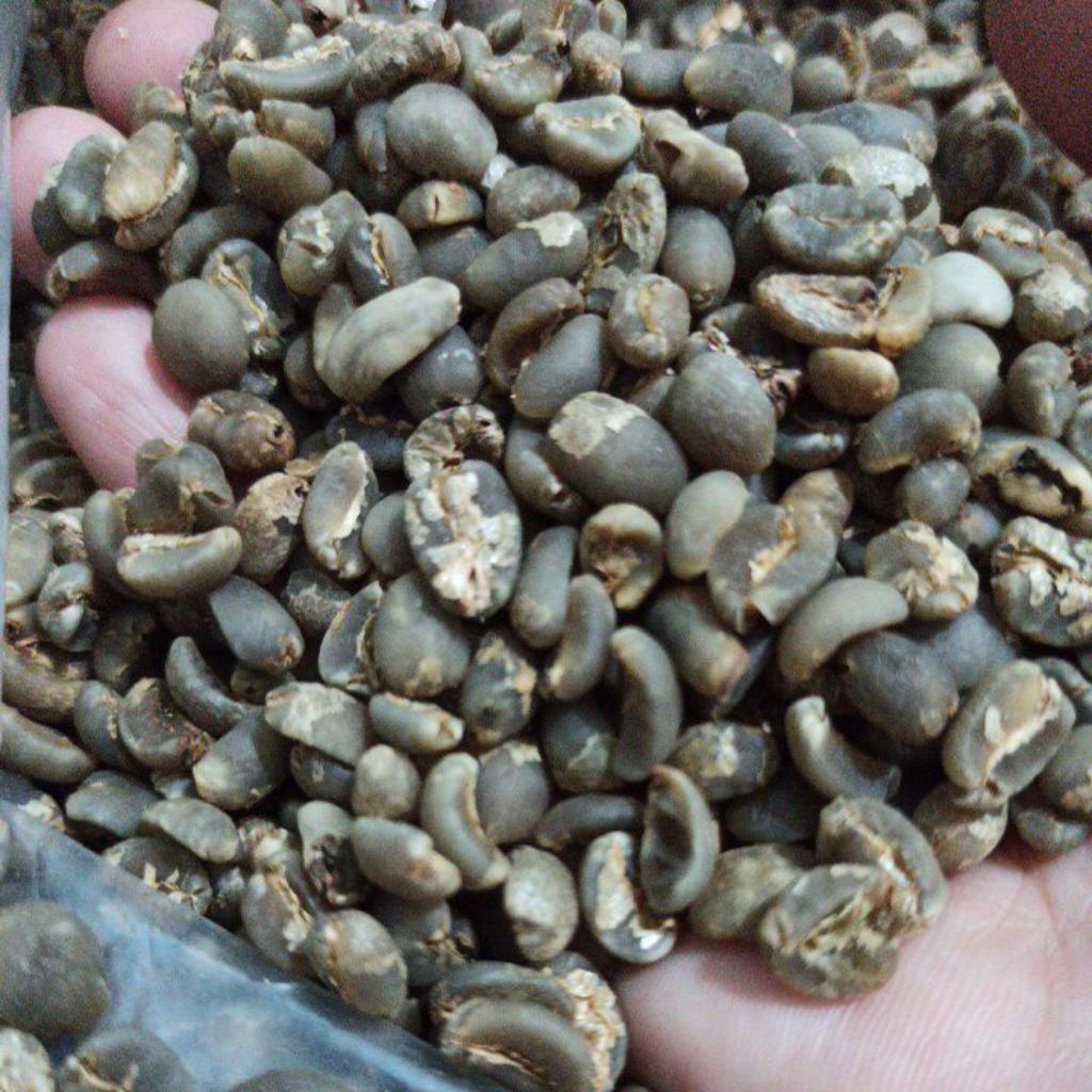 Biji Kopi Mentah Arabika Gayo