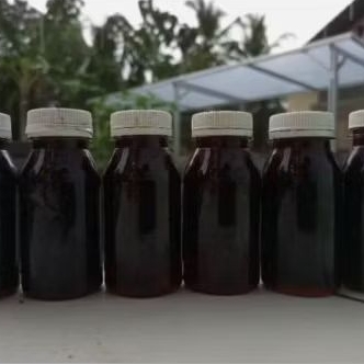 ekstrak daun ketapang olahan