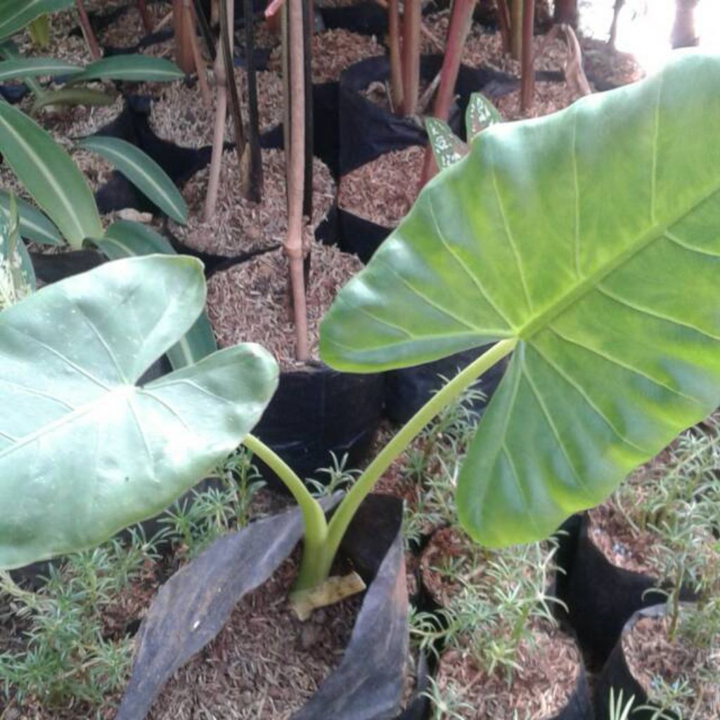 Bibit Tales Sente Jumbo pakan ternak dan tanaman hias