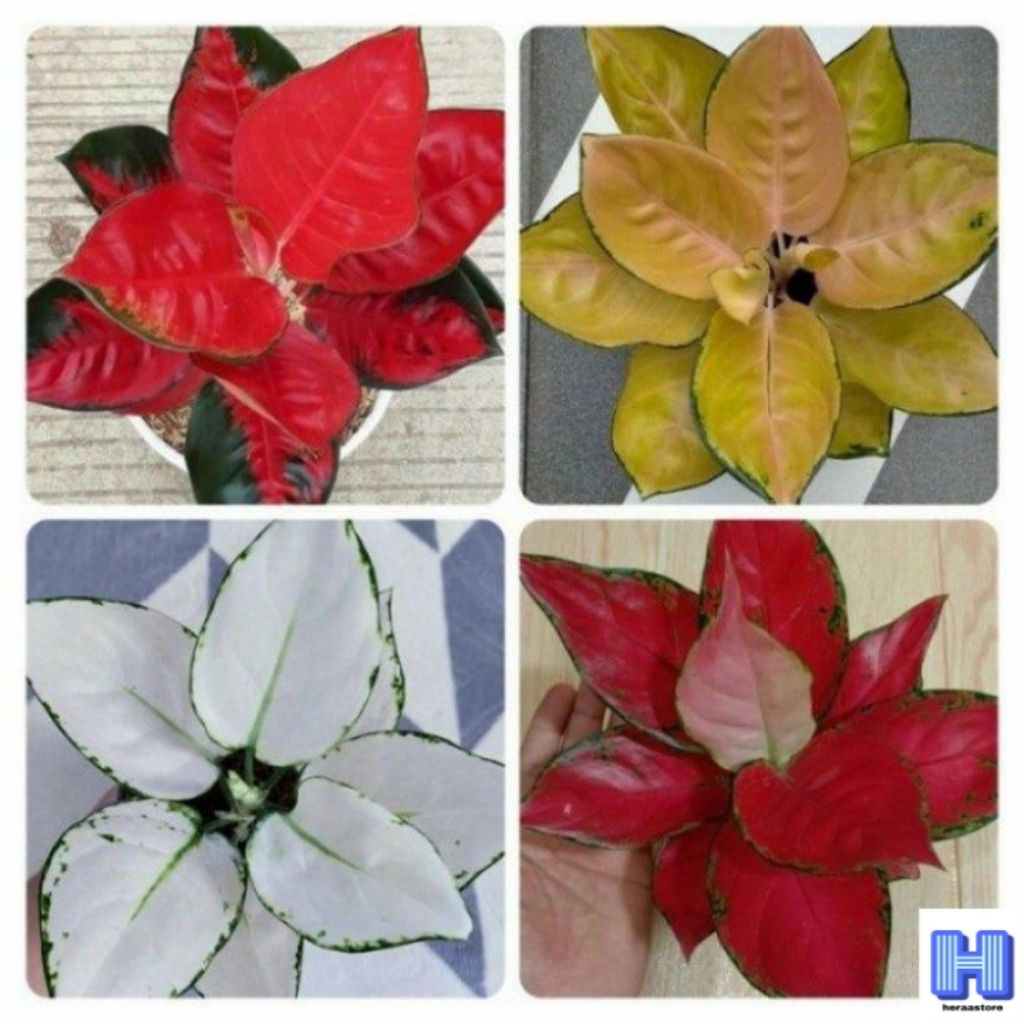 MURAH paket 4 aglonema BERAKAR bonus 1 pcs / paket 4 bonggol bertunas aglonema promo