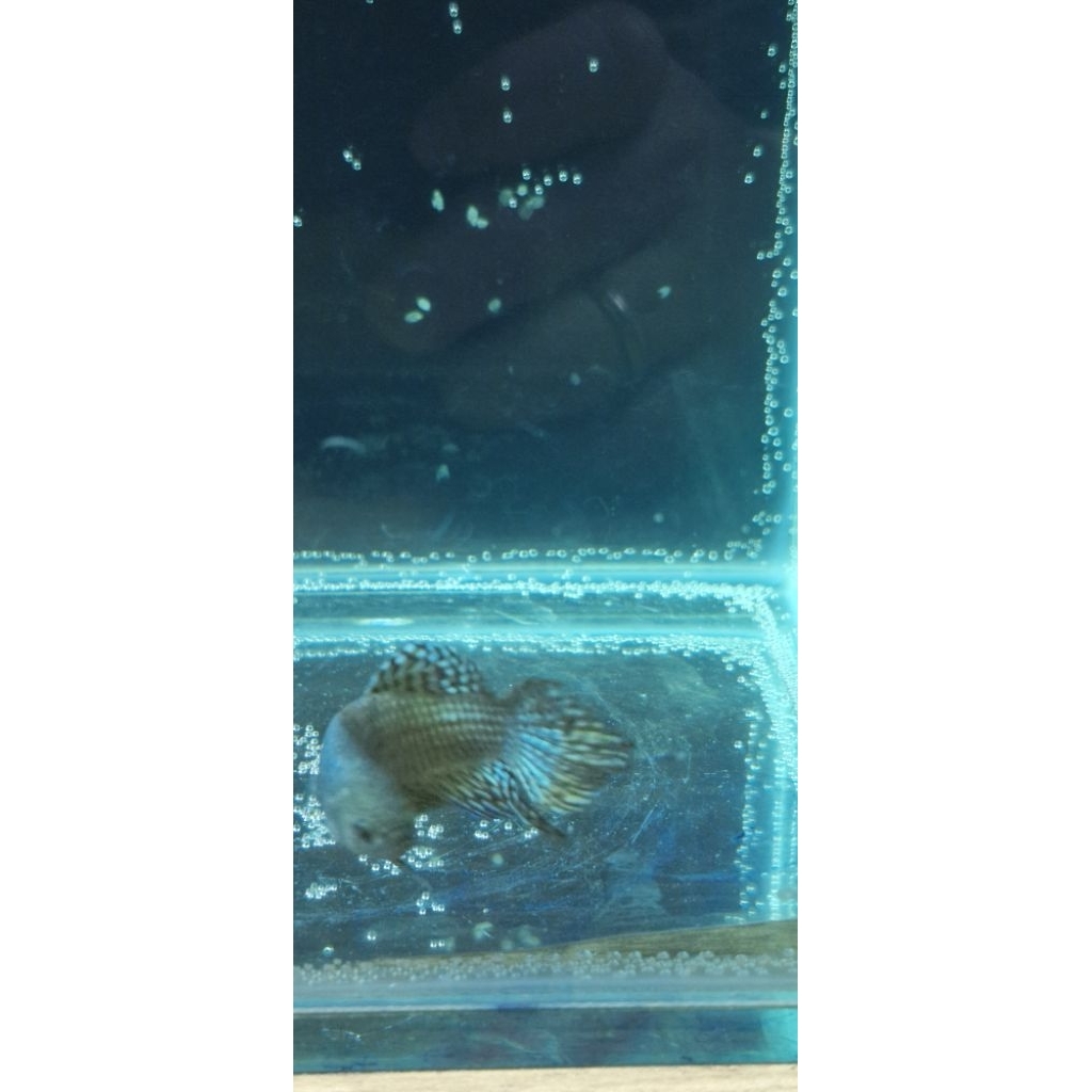 Cupang Spadetail Alien Green