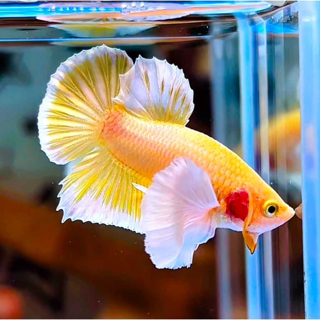 Cupang PKDE Shof Gold Bagus