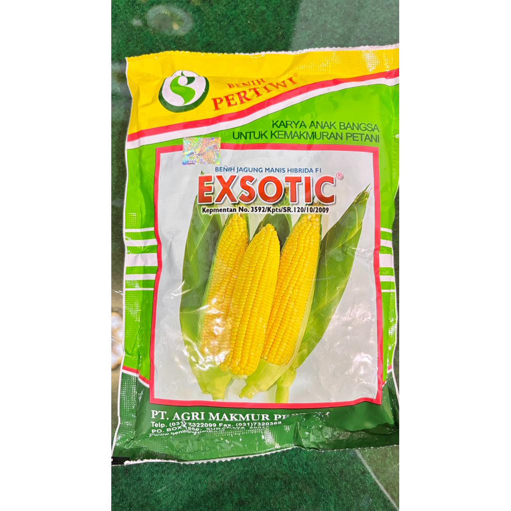 Benih jagung manis eksotic pertiwi