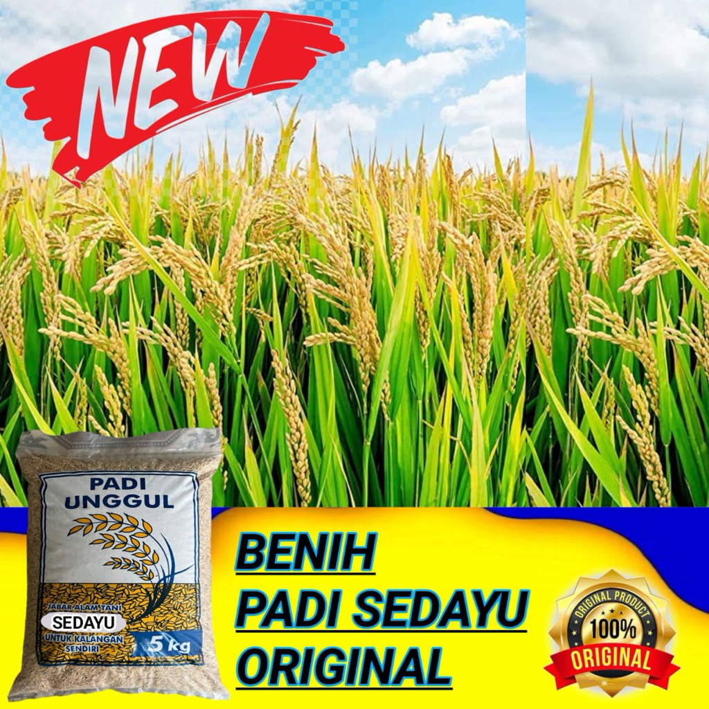 BENIH PADI SEDAYU ORIGINAL