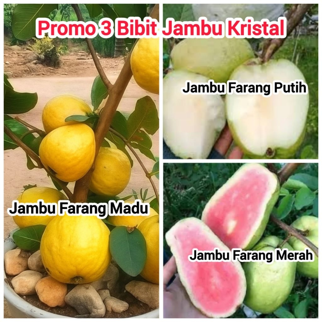 PROMO 3 Bibit Jambu Kristal Super ( Jambu Kristal Madu, Jambu Kristal Putih, Jambu Kristal Merah )