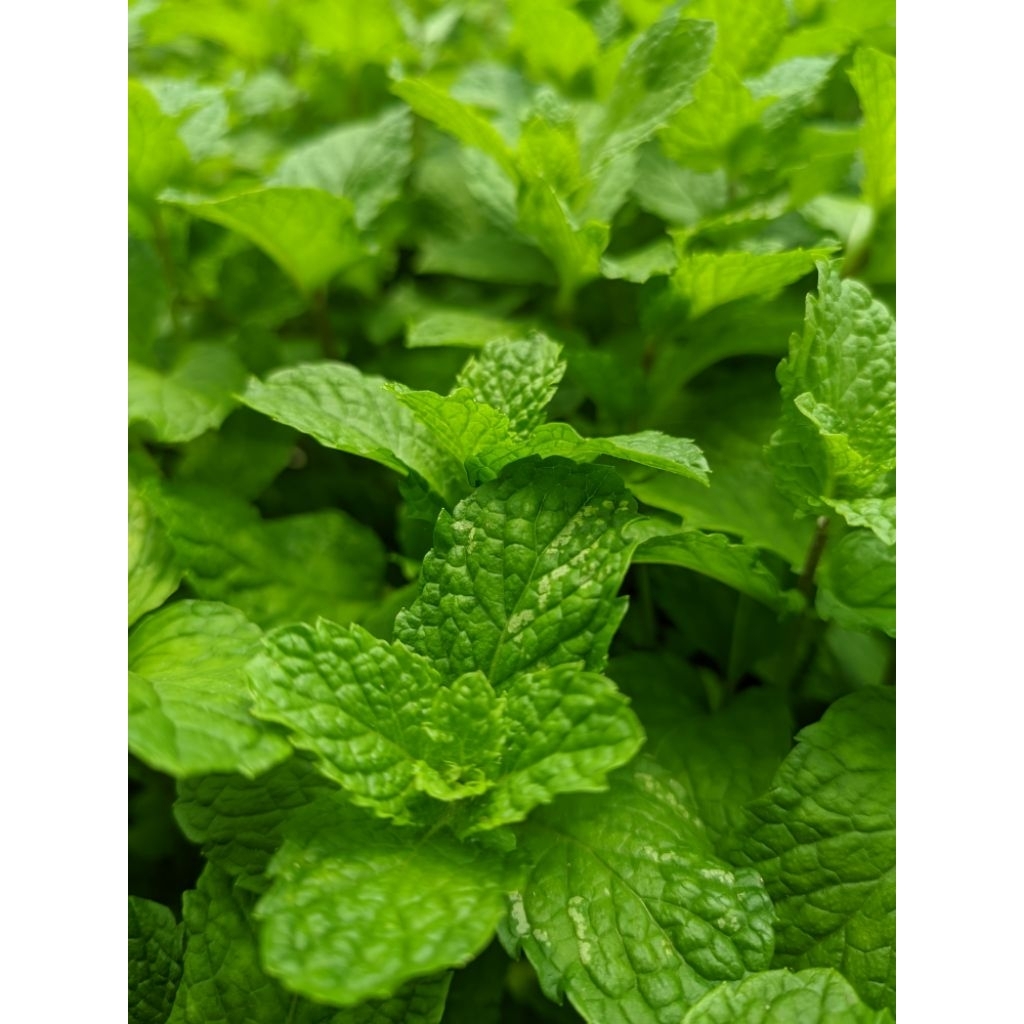 Daun mint kemasan 250gram daun mint segar fresh hidroponik