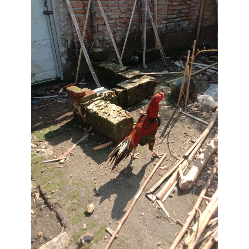 Telor Ayam Bangkok klasik x Ekor lidi betina Putih / kopi susu.