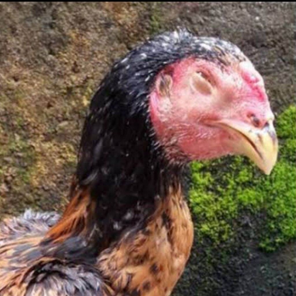 Obat Mata Ayam Bengkak | Obat Mata Ayam Luka | Obat Mata Hewan