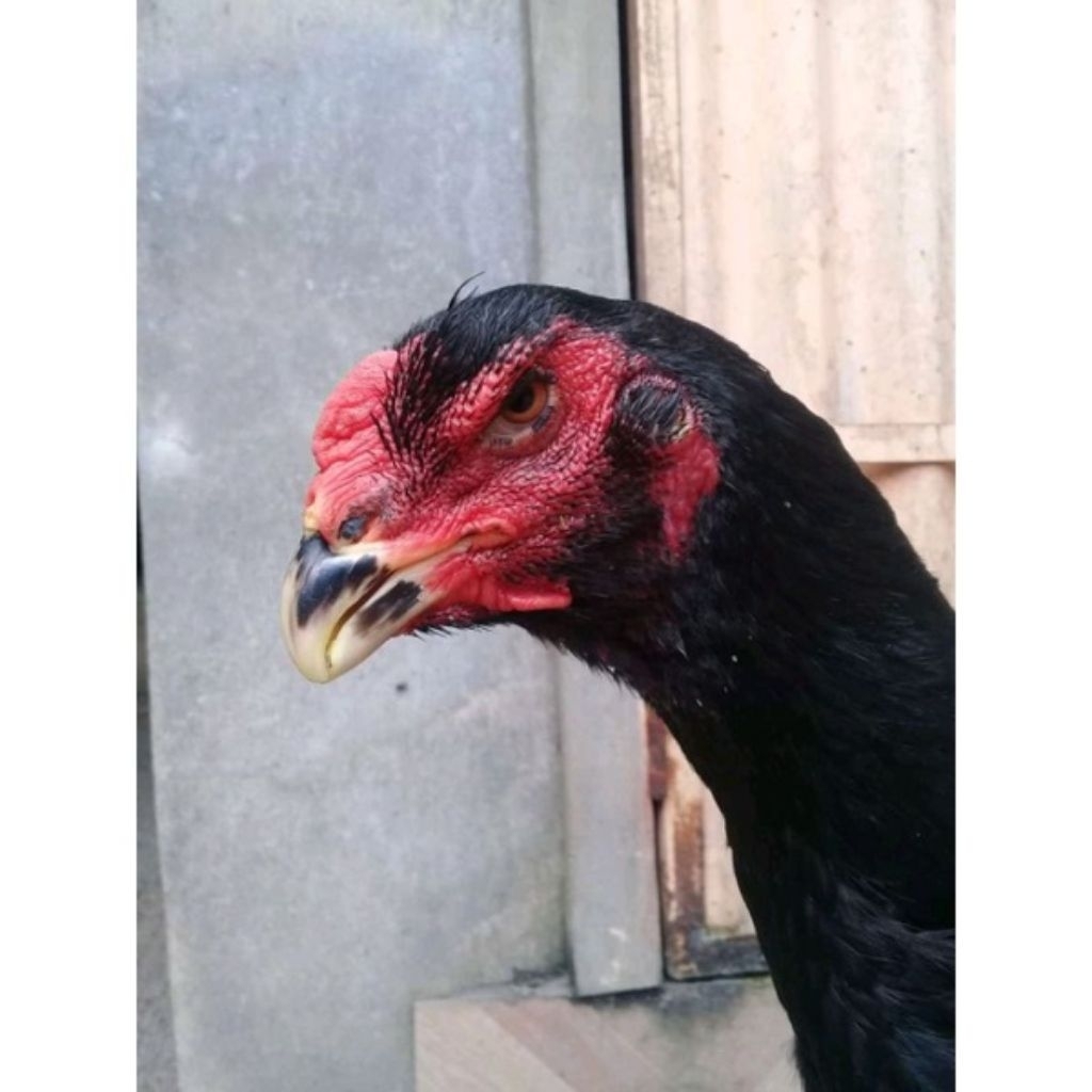 telur ayam bangkok jenis shamo