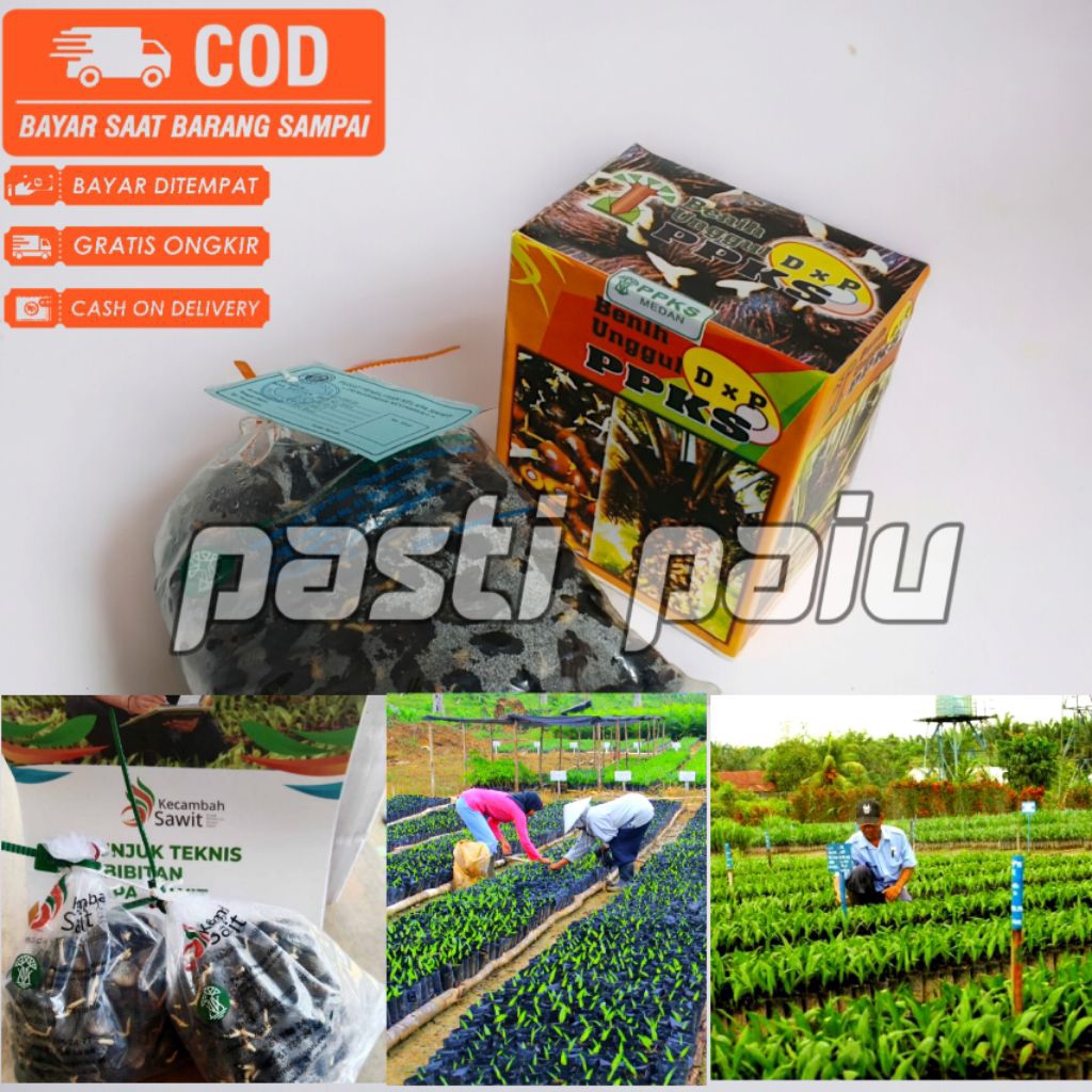 Bibit benih kecambah sawit unggul PPKS 239 unggul berkualitas