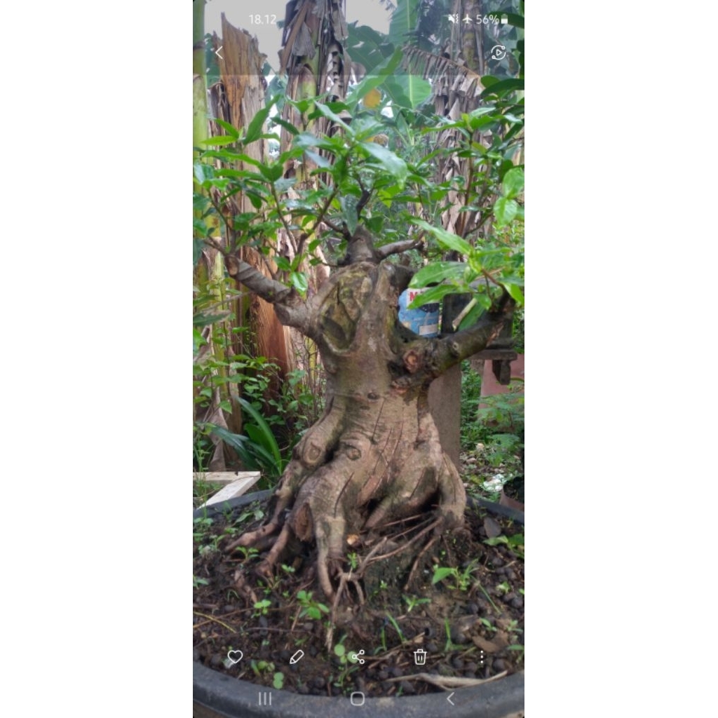 Bonsai loa jumbo prospek