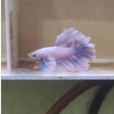 Ikan Cupang Plakat Dumbo Ear Rosetail Rose tail dumboear kuping gajah