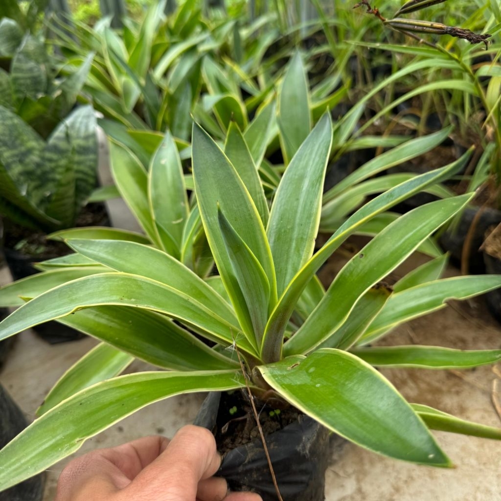 Tanaman Agave Mahkota