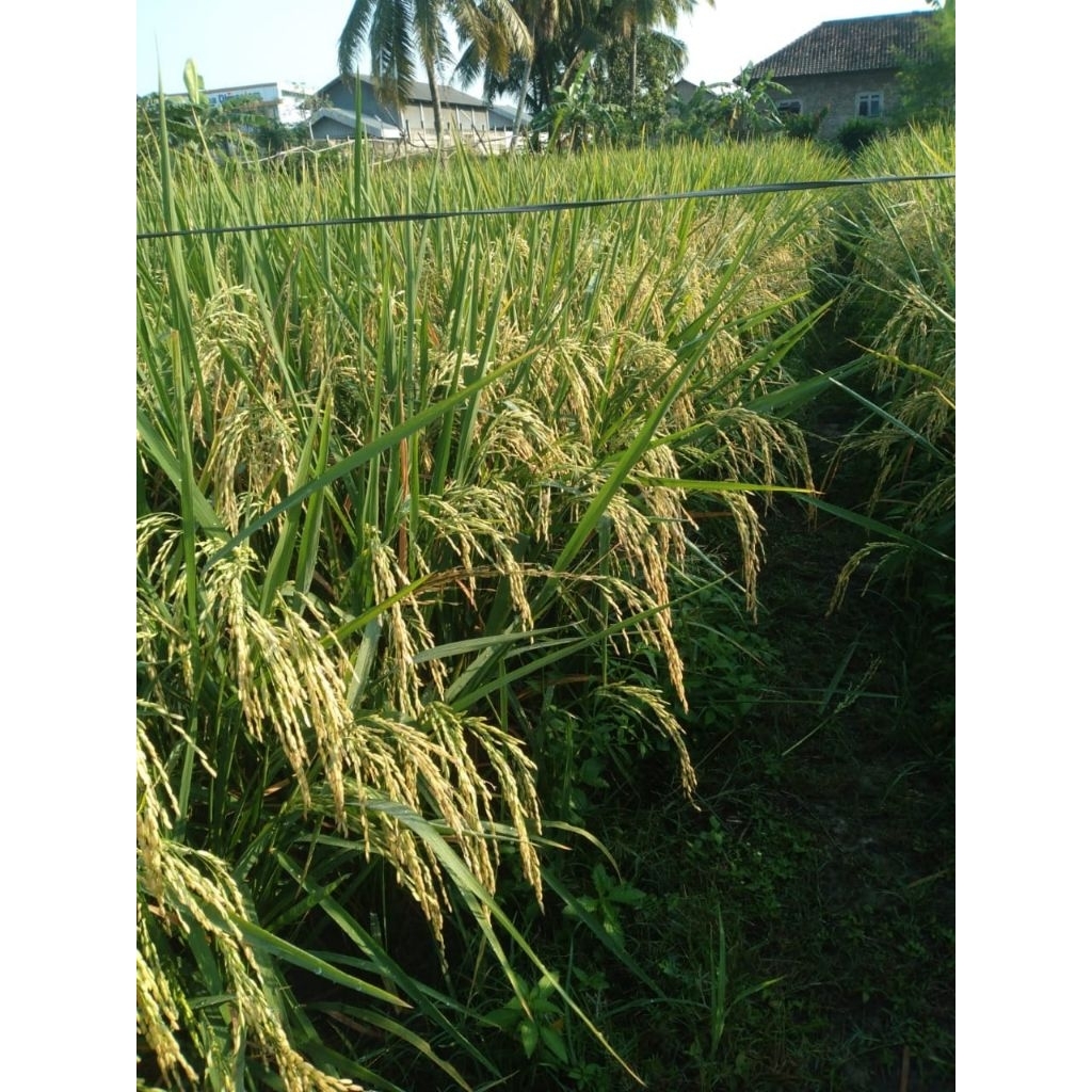 BENIH PADI INPARI 32