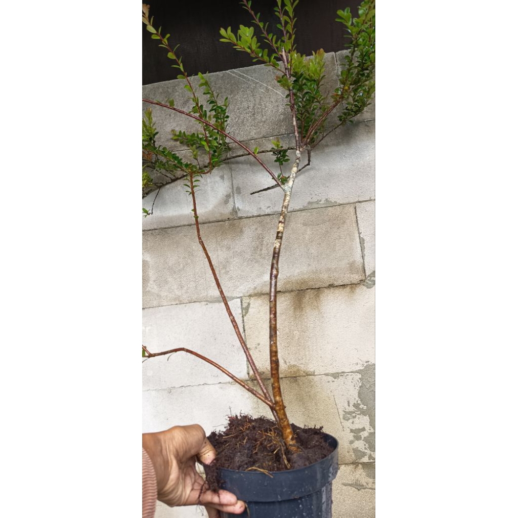 santigi gunung hasil budidaya