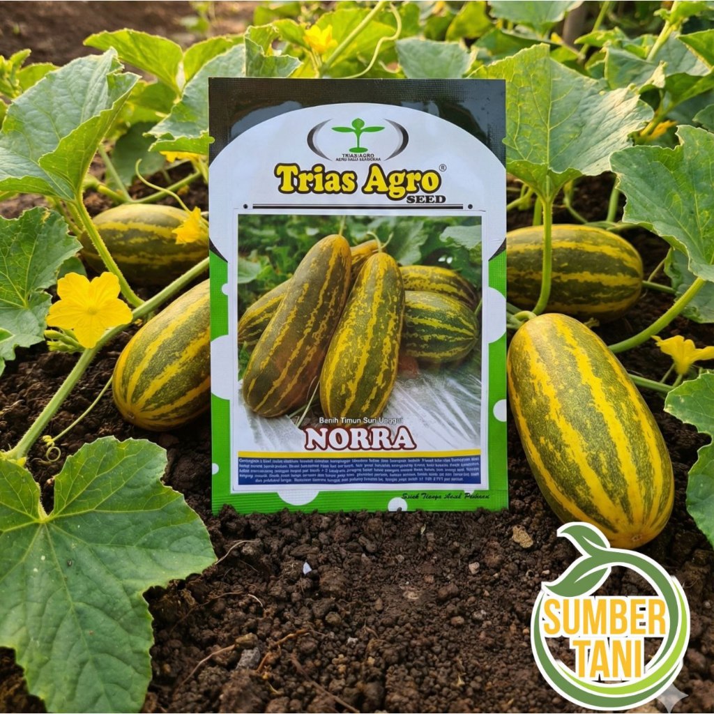 Timun Suri Lorek 10gr NORRA Timun Suri Lorex Wangi