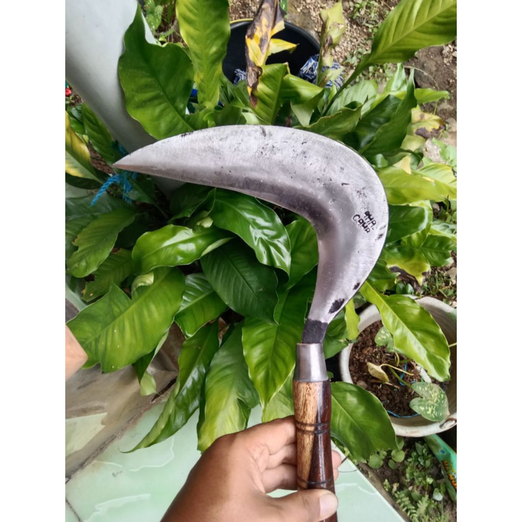 Arit ASPER CAHAYA | Sabit Potong Rumput Padi Sawah Kebun | Baja Per Super Tajam SIAP PAKAI