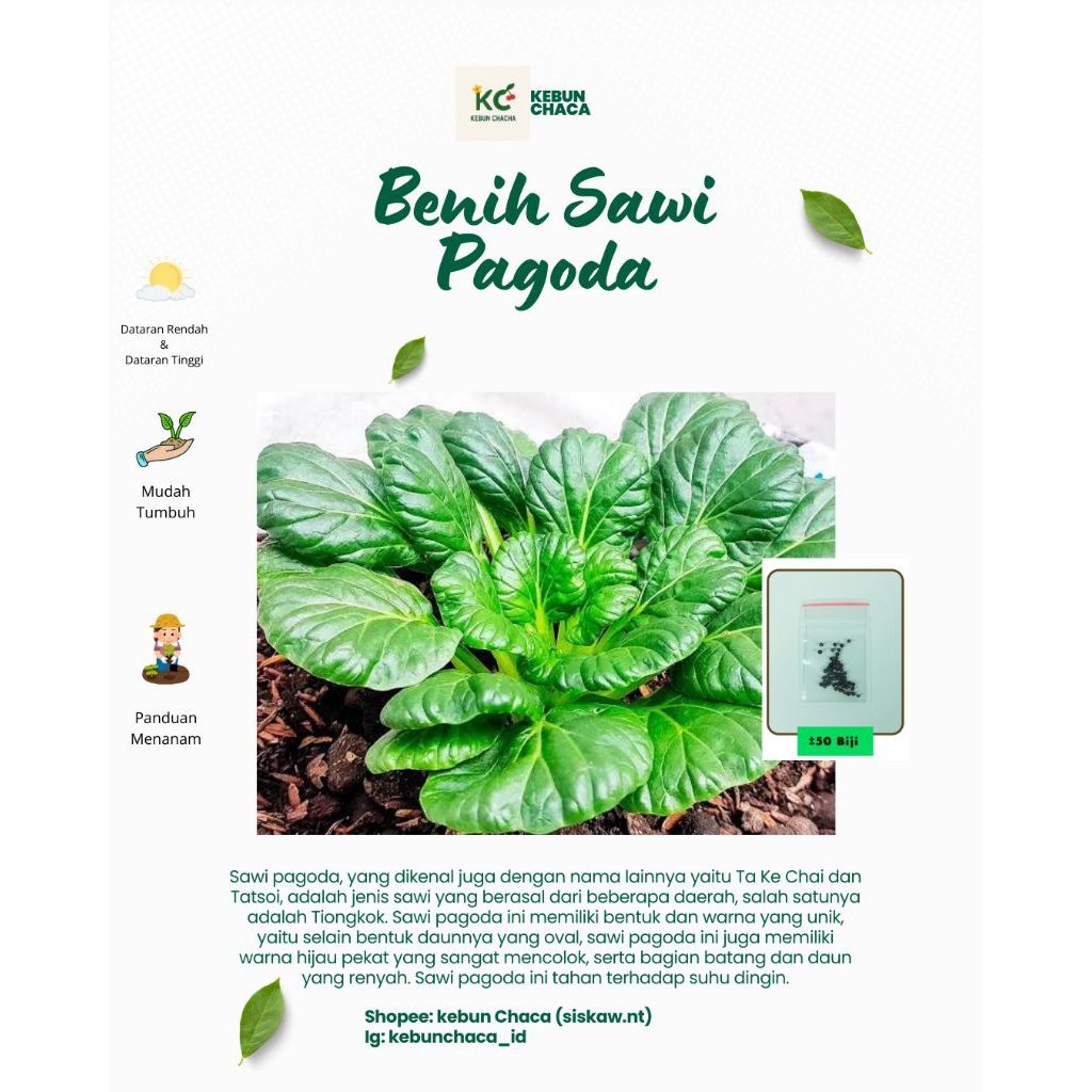 Benih Sawi Pagoda • Sawi Sendok • Sawi Pagoda