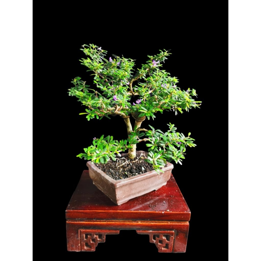 Bonsai Saeng Simbur Viet
