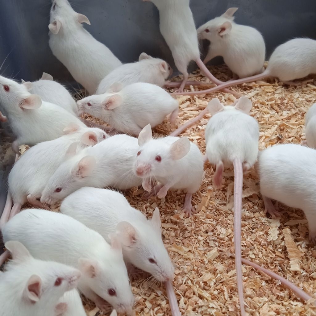 Tikus Putih Mencit Jantan Praktikum / Lab