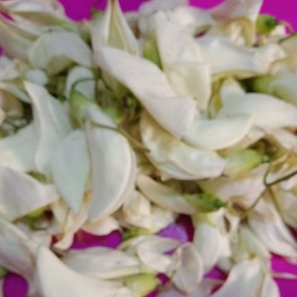 Sayur Kembang Bunga Turi segar