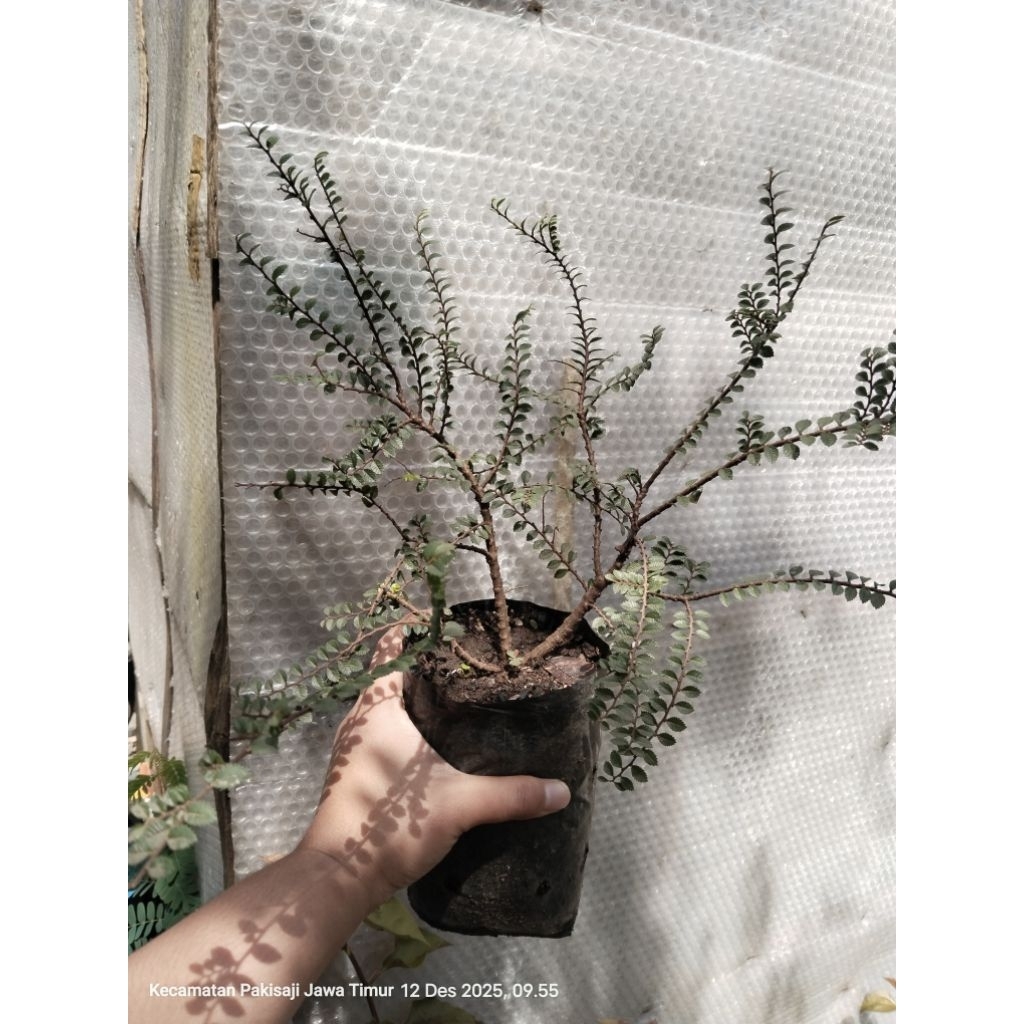 Bahan Bonsai Ulmus super micro