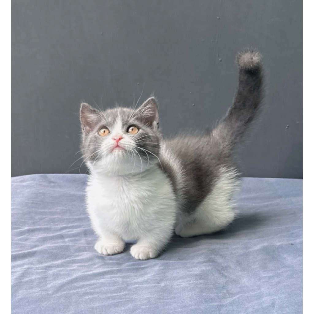 boneka munchkin british shorthair atau munchkin bsh