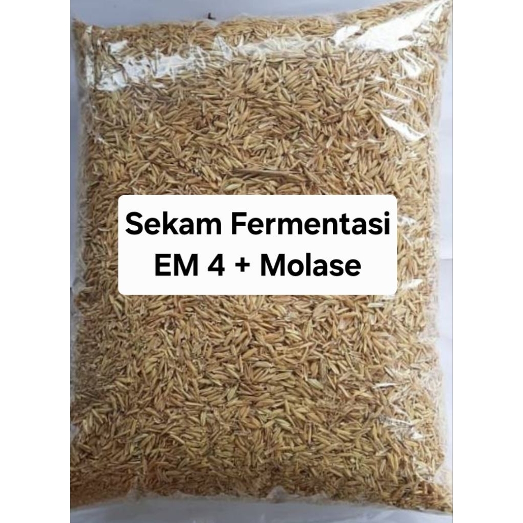 Sekam mentah fermentasi