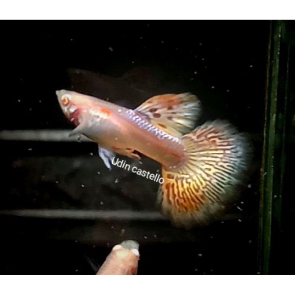 Sticker Guppy albino yellow dragon