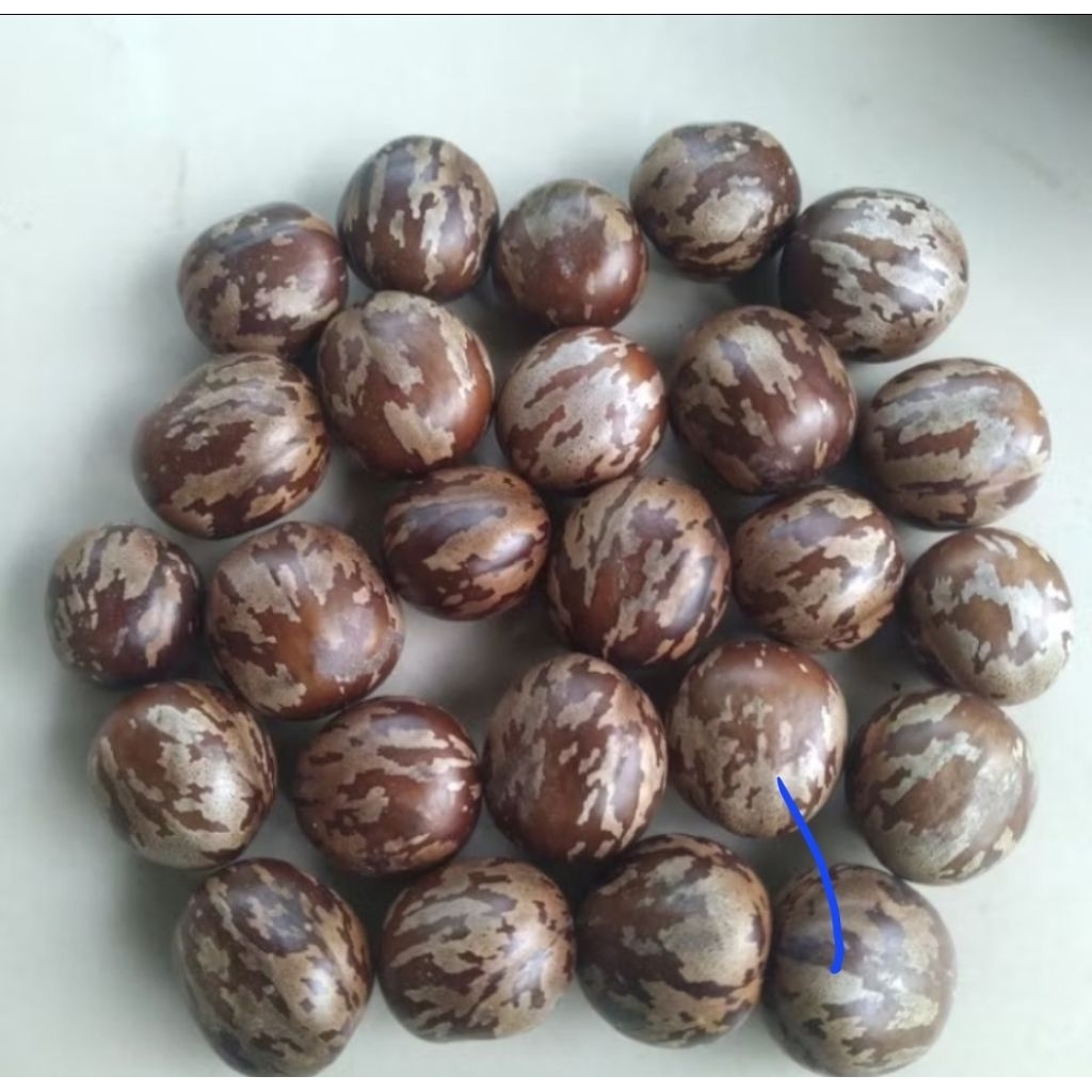 Bibit Karet Unggulan PB 260