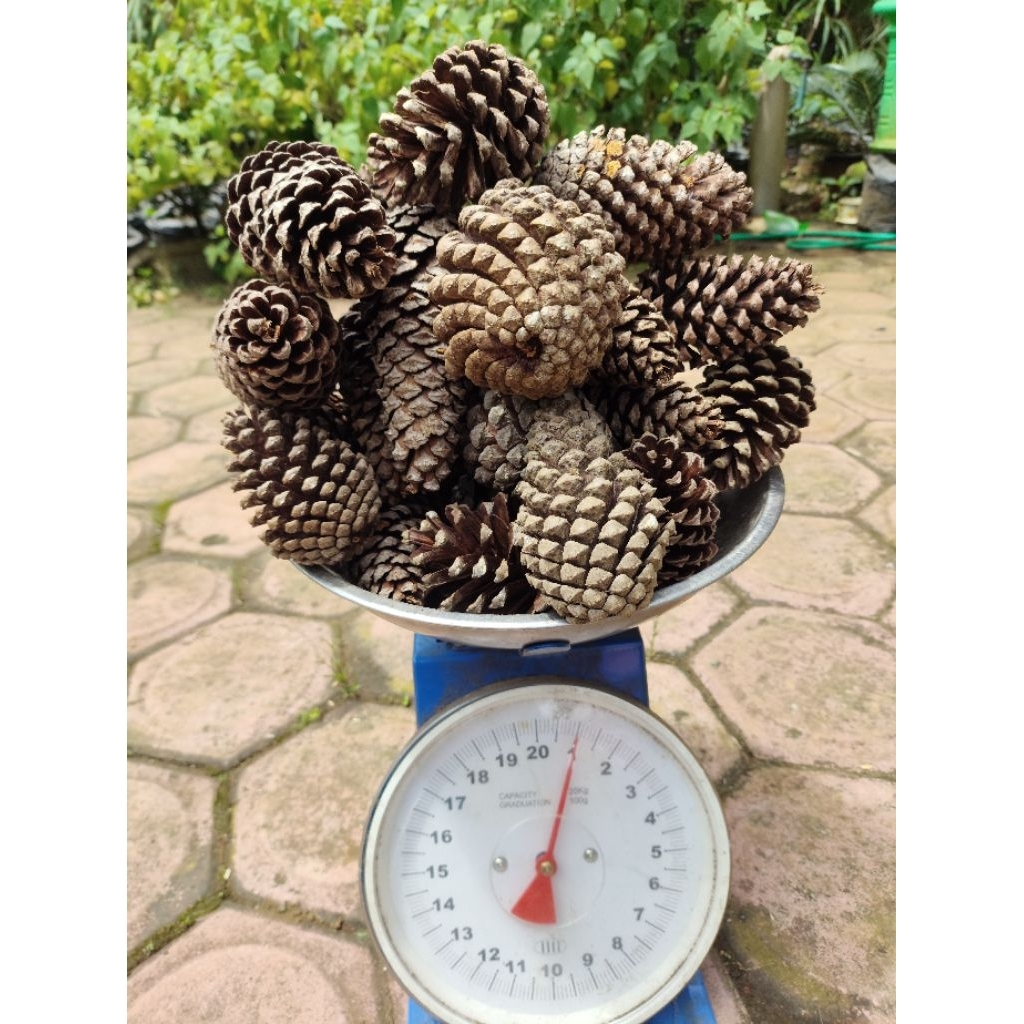 Biji-Bunga Pinus Ukuran Jumbo [pinus super] 1kg isi 25-30an biji, Kering Alami.